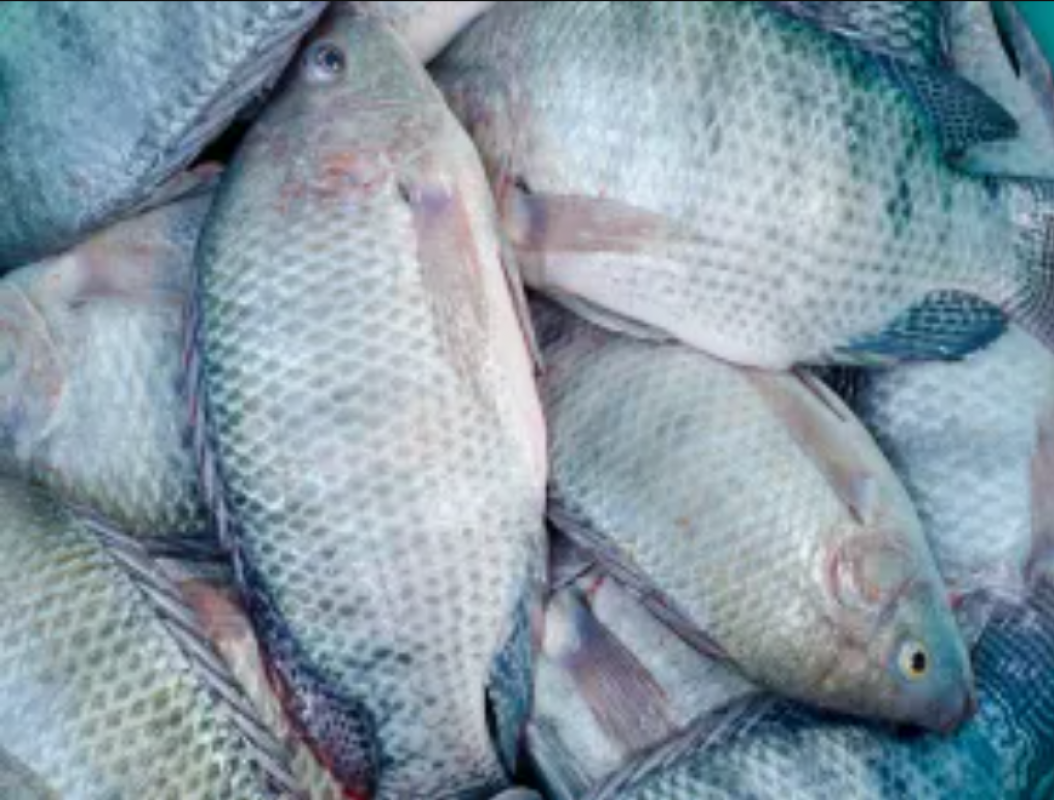 Chambo (Tilápia) from Maláui